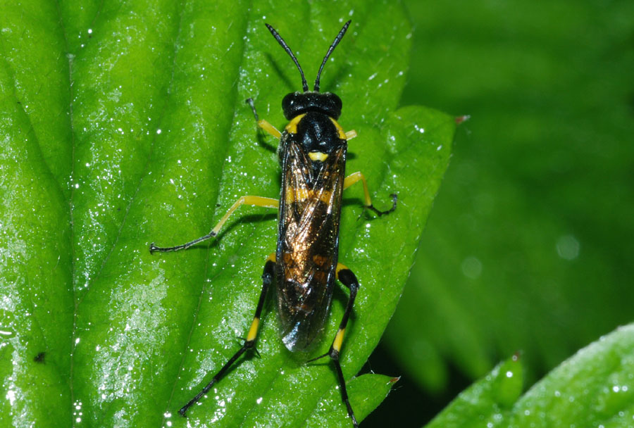 Imenottero? Macrophya montana